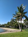 BLUE SKY, GREEN PALM AND GRASS