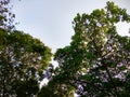 Blue Sky and Green Tree at Chattogram Royalty Free Stock Photo