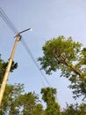 Blue sky , Green tree with light bulb Royalty Free Stock Photo