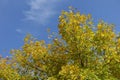 Blue sky and green and yellow autumnal foliage of Fraxinus pennsylvanica in October Royalty Free Stock Photo