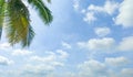 Blue sky horizontal beautiful fluffy cirrocumulus clouds in clear sunny summer season with palm or coconut tree, good weather for Royalty Free Stock Photo