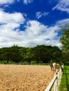 Blue sky & Horse