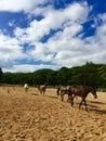 Blue sky & Horse