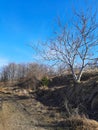 Naked Lonely Tree, Blue Natural Landscape, Patchway Royalty Free Stock Photo