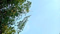 Blue sky and lush Bamboo Trees Royalty Free Stock Photo