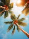 A blue sky with many palm trees, looking up at the tropical sky from below, tropical vibe Royalty Free Stock Photo