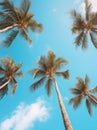 A blue sky with many palm trees, looking up at the tropical sky from below, tropical vibe Royalty Free Stock Photo