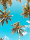 A blue sky with many palm trees, looking up at the tropical sky from below, tropical vibe Royalty Free Stock Photo