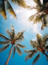 A blue sky with many palm trees, looking up at the tropical sky from below, tropical vibe Royalty Free Stock Photo