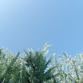 Blue sky in the morning behind the tree branches Royalty Free Stock Photo