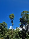 Blue sky in morning forrest indonesian Royalty Free Stock Photo