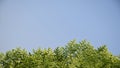 blue sky with natural green leaf boarder . Royalty Free Stock Photo