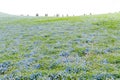 Blue sky and Nemophila menziesii baby blue eyes flower