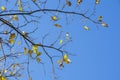 Blue sky and oak autumn branches with yellow leaves Royalty Free Stock Photo