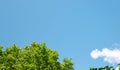 blue sky with one cloud and green leaves Royalty Free Stock Photo
