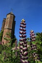 Sissinghurst Castle and the blooming Lupinus in the summer. Royalty Free Stock Photo