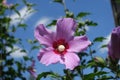 Blue sky and one pink crimsoneyed flower of Hibiscus syriacus Royalty Free Stock Photo