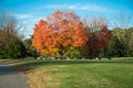 Blue sky, orange tree, green grass, breeze Autumn season. Royalty Free Stock Photo