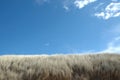 Blue Sky over Beach Dunes