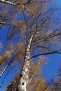 Blue sky over birch trees.
