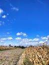 Blue sky over the cornfield Royalty Free Stock Photo