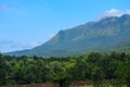 Blue sky over the the dense green forest with a mountain on the background Royalty Free Stock Photo