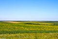 Blue sky over field of sunflowers. Ukraine Royalty Free Stock Photo