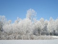 Blue sky over frozen trees  winter scene Royalty Free Stock Photo