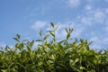 Blue sky over the twigs of a privet hedge Royalty Free Stock Photo