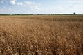 Blue sky over a vast field of ripe wheat. Farm land. Picturesque area. Wheat cereal fields with blue sky on a sunny summer day Royalty Free Stock Photo