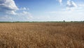 Blue sky over a vast field of ripe wheat. Farm land. Picturesque area. Wheat cereal fields with blue sky on a sunny summer day Royalty Free Stock Photo