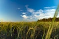 Blue sky over a wheat field. Greenfield and light blue sky with white cloud. Nature, serenity, tranquility. Oats,