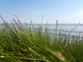 Blue sky over white sand and green beach grass Royalty Free Stock Photo