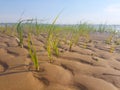 Blue sky over white sand and green beach grass Royalty Free Stock Photo