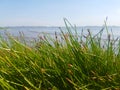 Blue sky over white sand and green beach grass Royalty Free Stock Photo