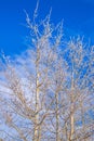 Blue Sky Over Wintry Trees