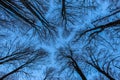 The blue sky is painted through the bare branches of the trees. Forest in winter. Tall trees. Tops of tree canopies without leaves Royalty Free Stock Photo