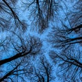 The blue sky is painted through the bare branches of the trees. Forest in winter. Tall trees. Tops of tree canopies without leaves Royalty Free Stock Photo