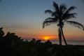 Glorious blue sky and palm tree with the sun rising on Delray Beach in Florida