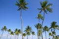 Blue sky palm trees in Florida tropical Royalty Free Stock Photo