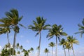 Blue sky palm trees in Florida tropical Royalty Free Stock Photo