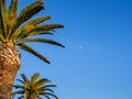 Blue sky, palm trees and small moon shining in the sky Royalty Free Stock Photo