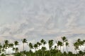 Blue sky and palm trees in the sunset as a backgrou nd Royalty Free Stock Photo