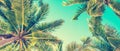 Blue sky and palm trees view from below, vintage style, summer panoramic background