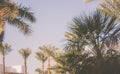 Blue sky and palm trees view from below, vintage style, summer panoramic background Royalty Free Stock Photo