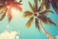 Blue sky and palm trees view from below, vintage style, tropical beach and summer background, travel concept Royalty Free Stock Photo