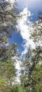 Blue sky panorama with clouds and trees bottom view from. Vertical panoramic view of tree branches against the sky Royalty Free Stock Photo