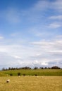 Blue sky pasture