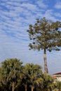 Blue sky with peacefull cotton clouds