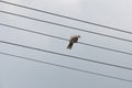 Wild dove resting on electric wire